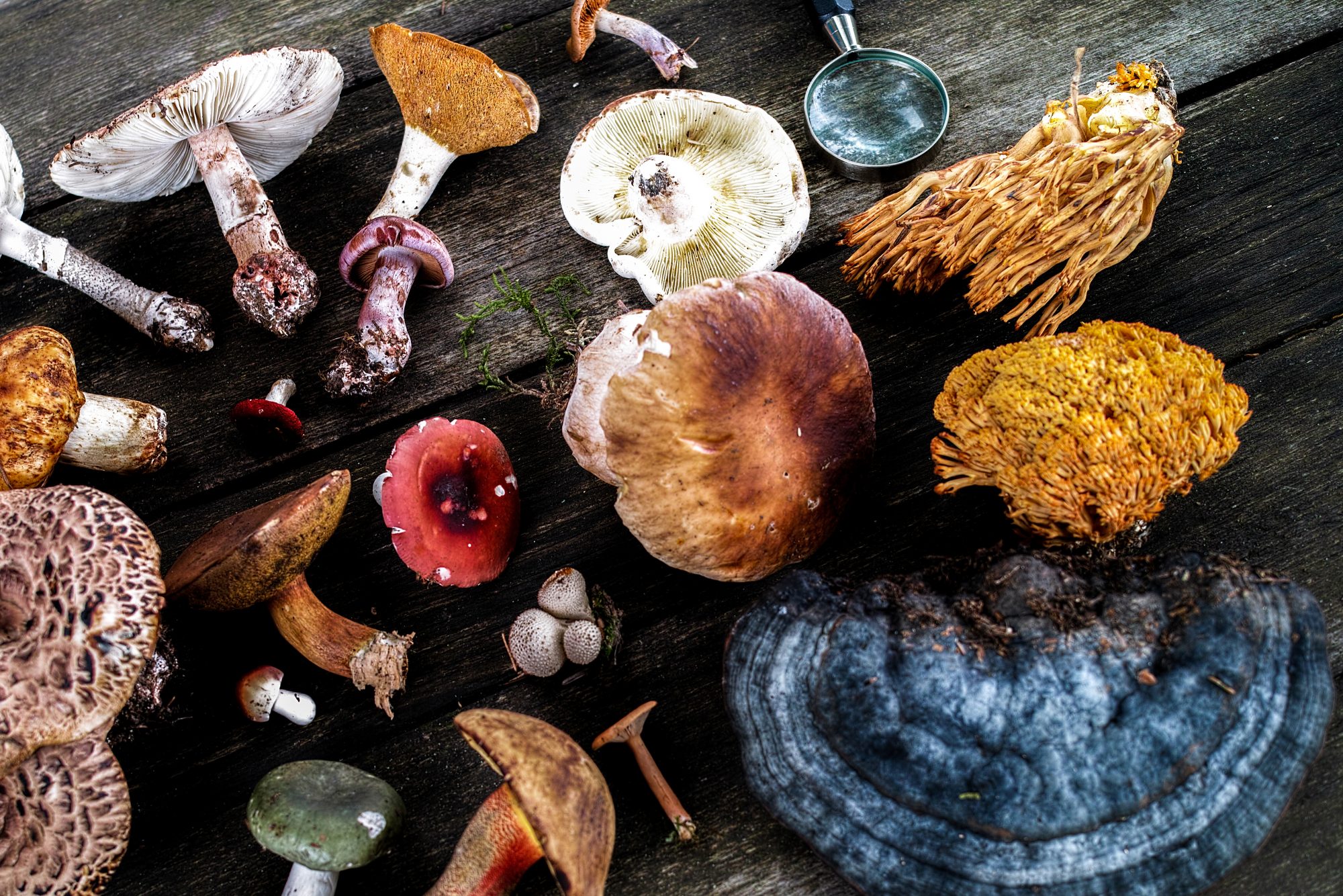 Medicinal Mushrooms